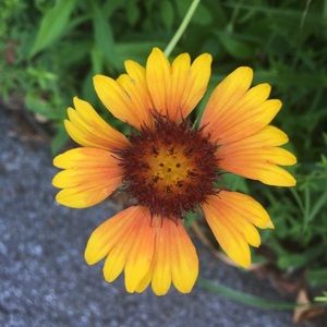 Meet your Posher, Suemin